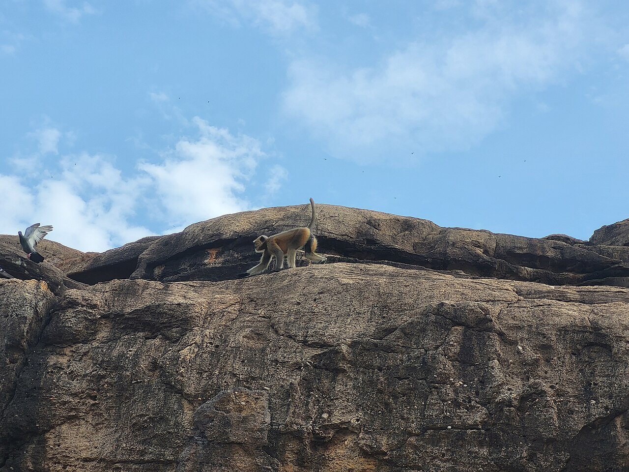 Udayagiri and Khandagiri Ancient Jain Rock-Cut Caves Heritage Guide
