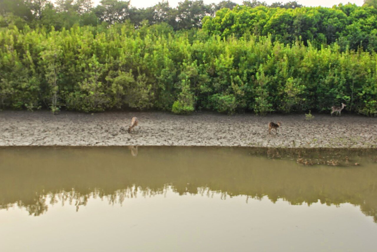 Bhitarkanika National Park: Mangrove Boat Safaris & Giant Crocodiles