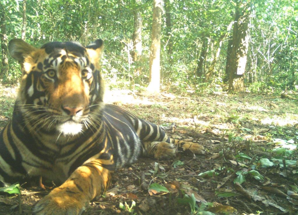 Simlipal National Park: Waterfalls, Sal Forests & Tiger Reserve Safari